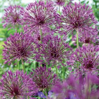 Purple Rain Allium Thumbnail